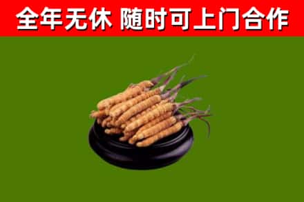 北林烟酒回收冬虫夏草.jpg